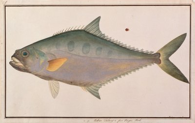 Talang Queenfish, de dessins de poissons de Malacca, c.1805-18 - Chinese School